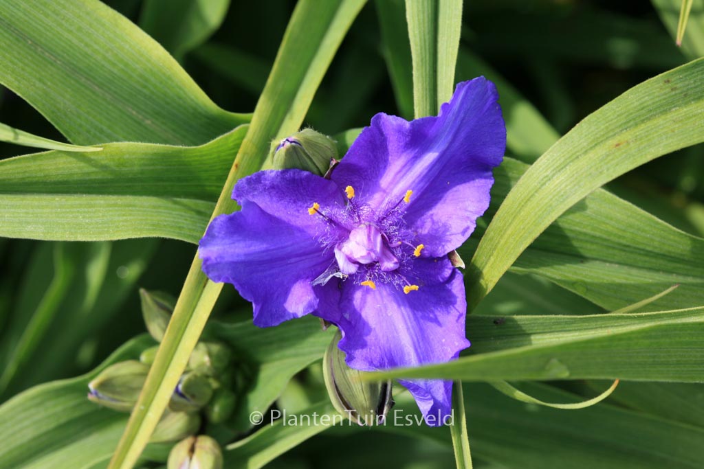Tradescantia andersoniana ‘Zwanenburg Blue’