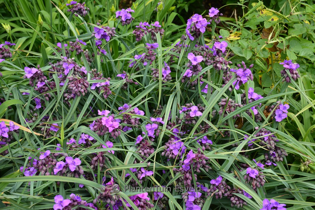 Tradescantia andersoniana