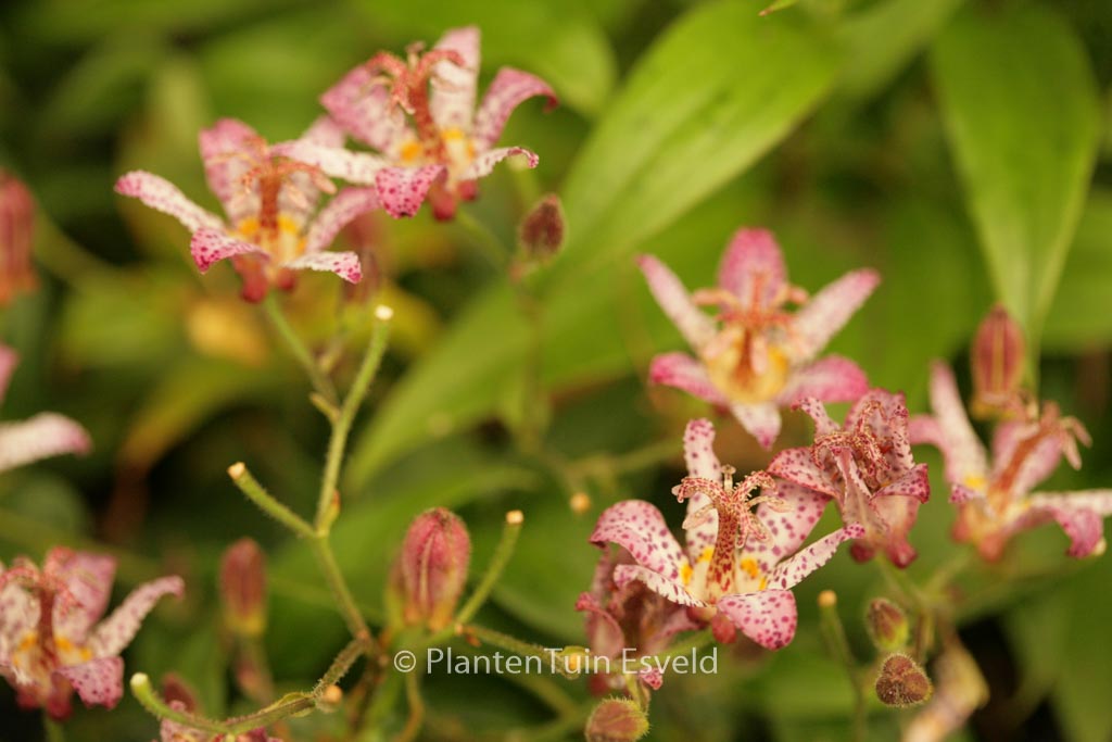 Tricyrtis formosana ‘Pink Freckles’