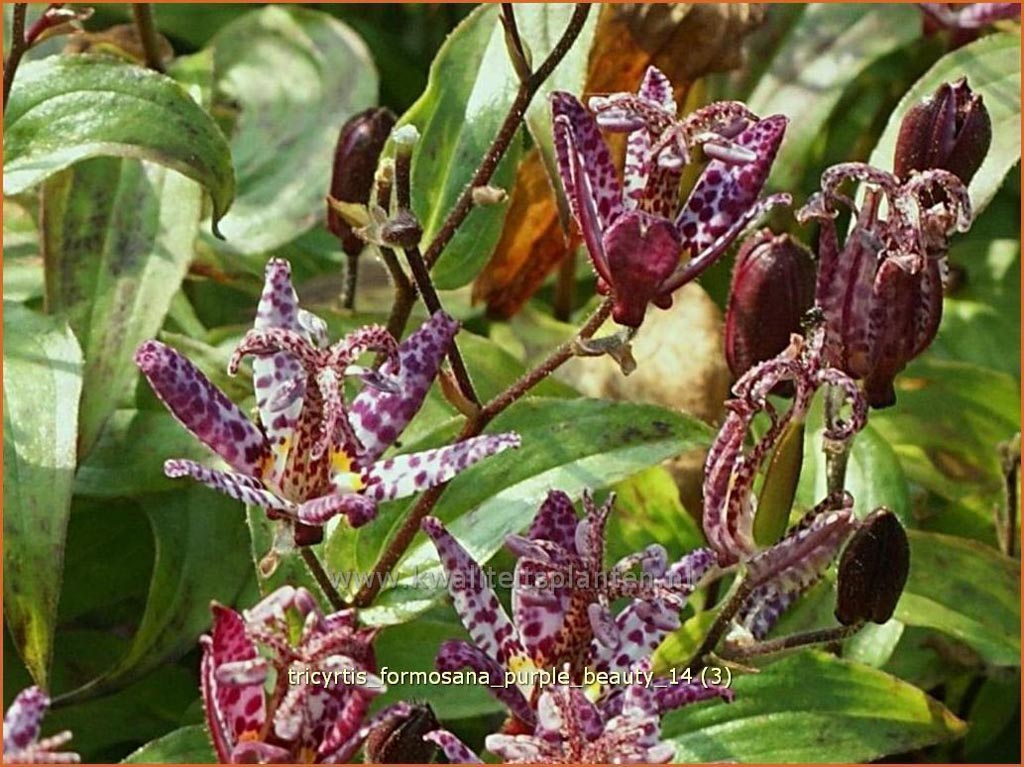 Tricyrtis formosana ‘Purple Beauty’