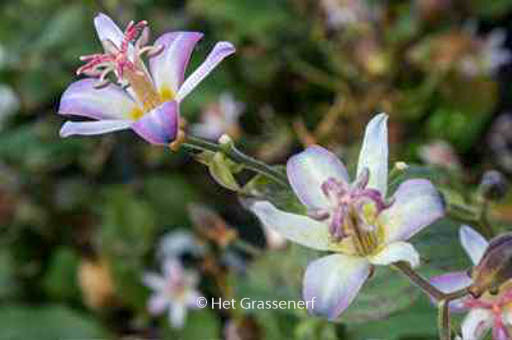 Tricyrtis hirta ‘Tojen’