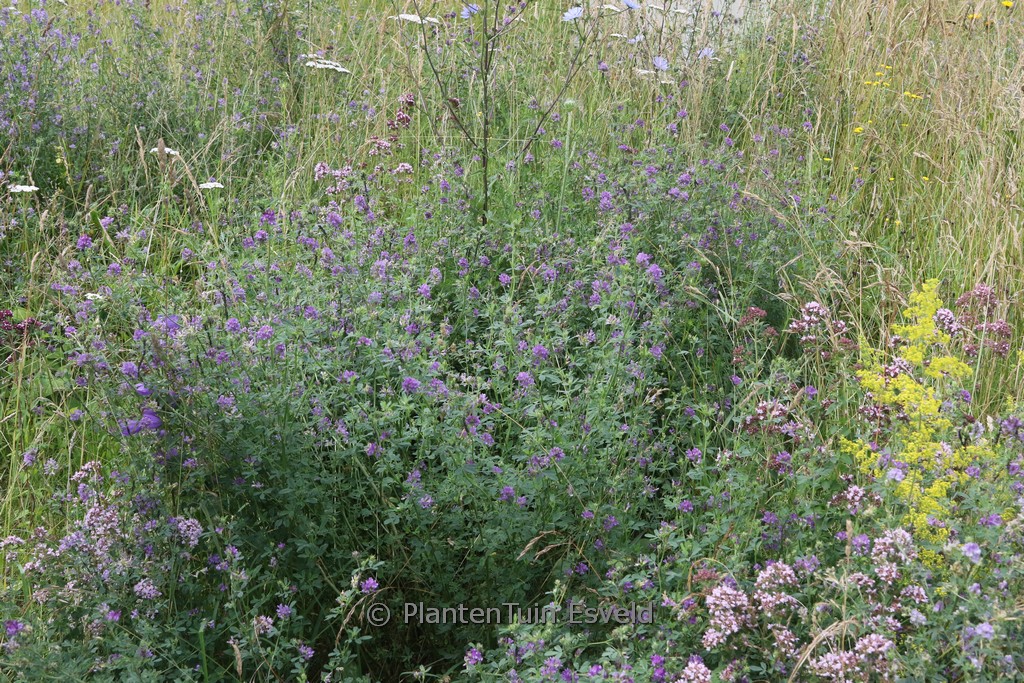 Trifolium hybridum