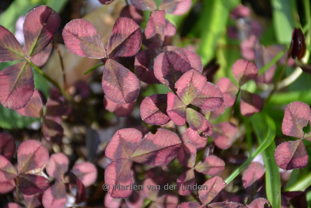 Trifolium repens ‘Isabella’