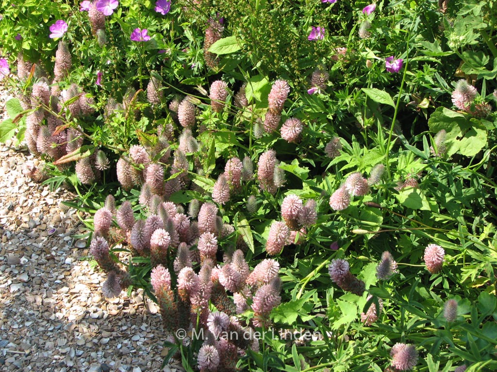 Trifolium repens ‘Peach Pink’