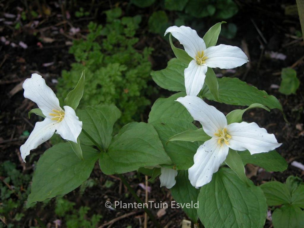 Trillium grandiflorum