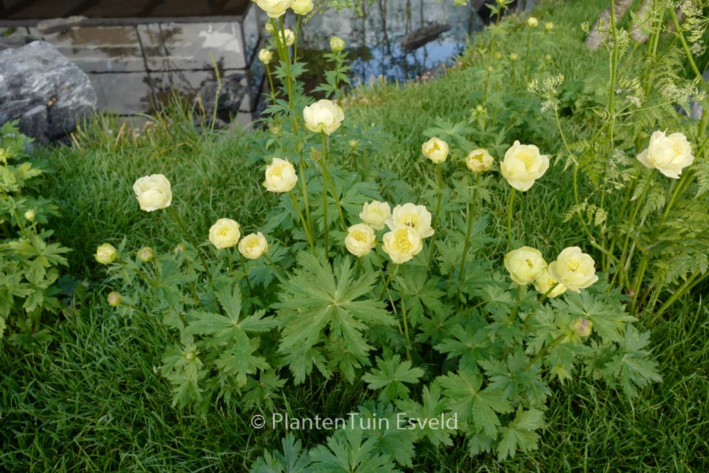 Trollius ‘Alabaster’
