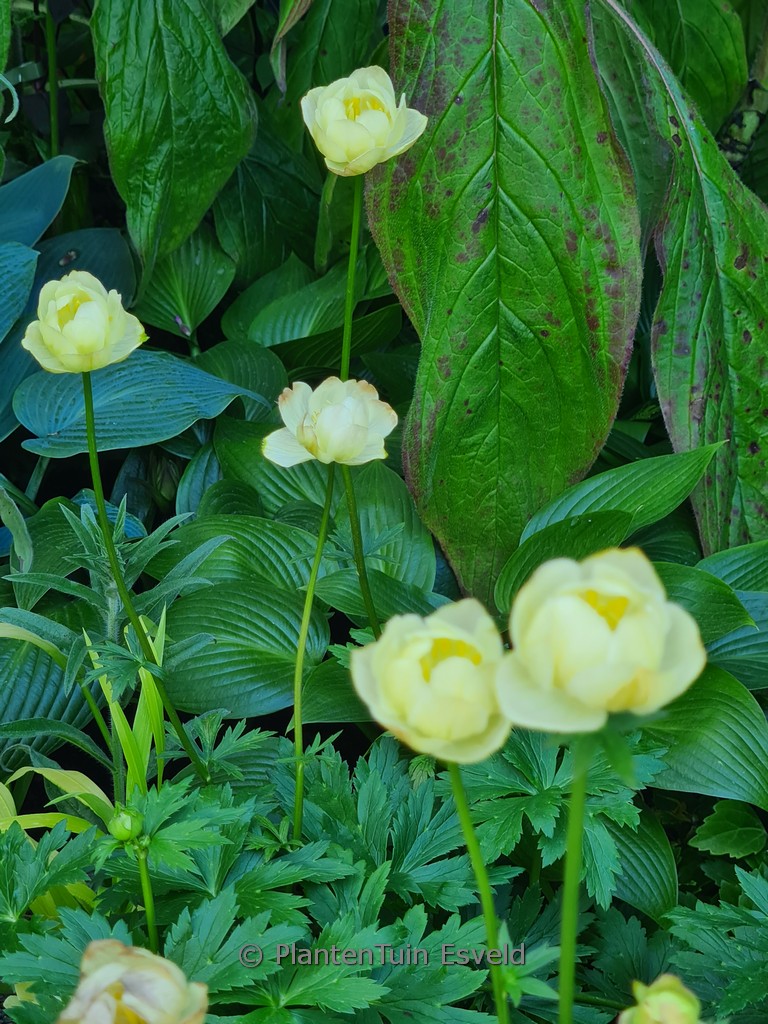 Trollius ‘Cheddar’