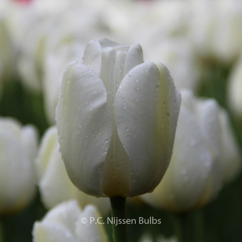 Tulipa ‘Angel’s Wish’