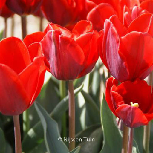 Tulipa ‘Couleur Cardinal’
