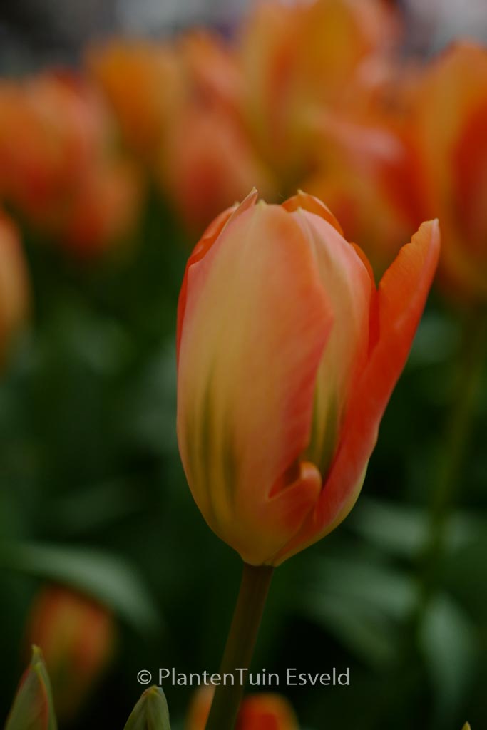 Tulipa ‘Orange Emperor’
