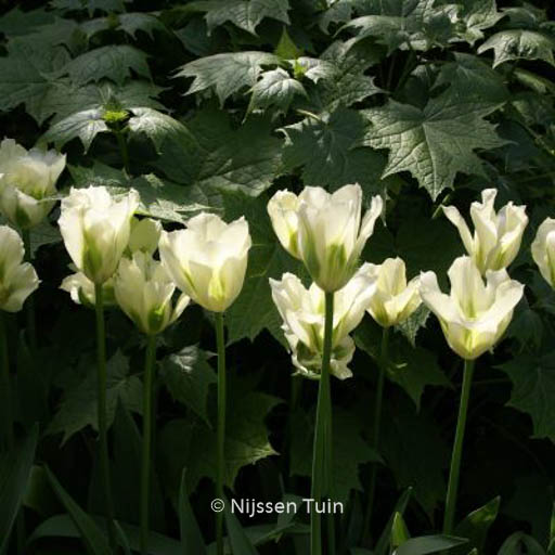 Tulipa ‘Spring Green’