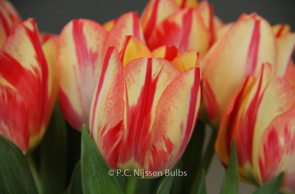Tulipa ‘Spryng Break’