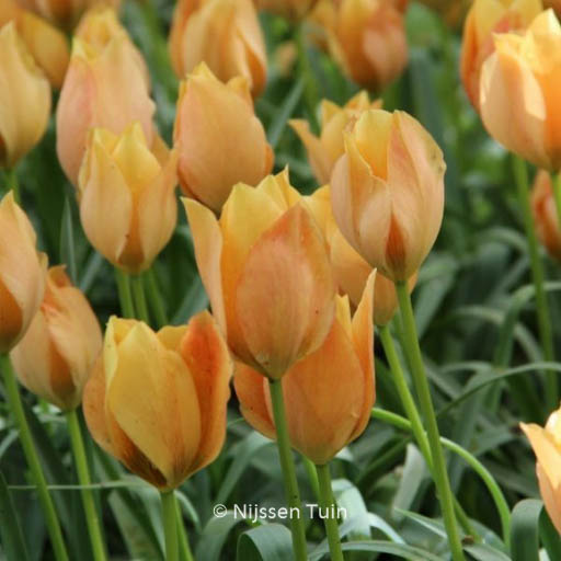 Tulipa batalinii ‘Bright Gem’
