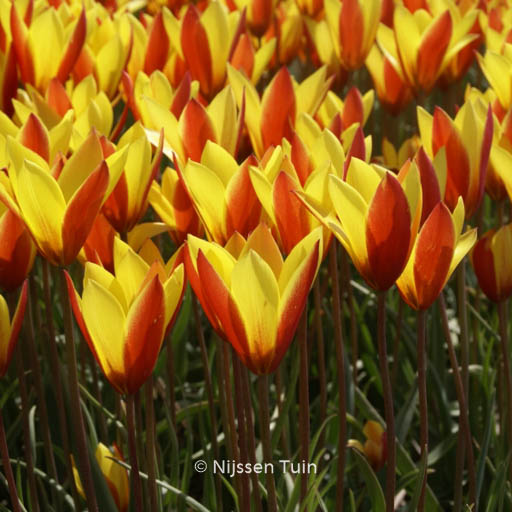 Tulipa clusiana ‘Tubergen’s Gem’