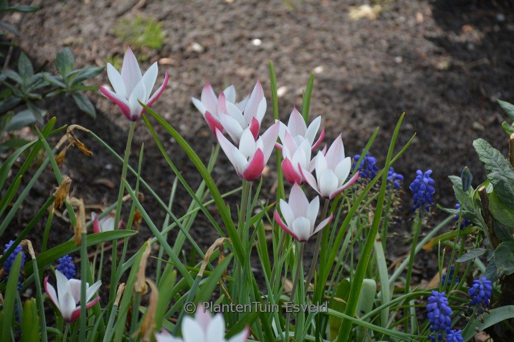 Tulipa clusiana