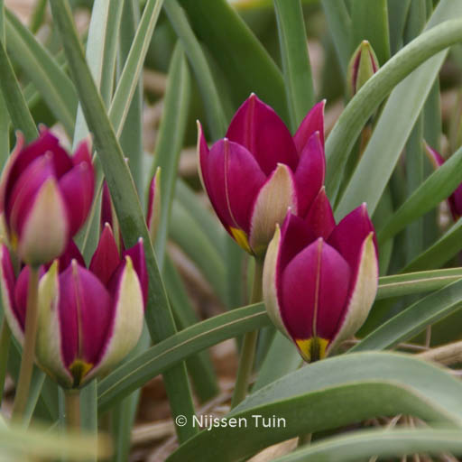Tulipa humilis ‘Persian Pearl’