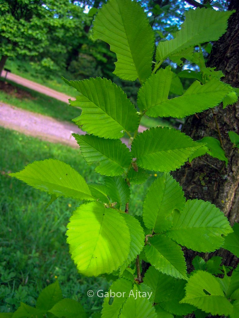 Ulmus ‘Dodoens’