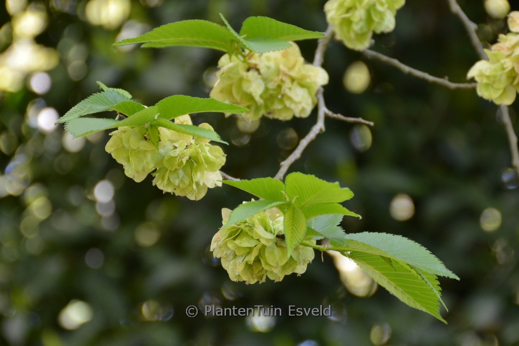 Ulmus ‘Lobel’