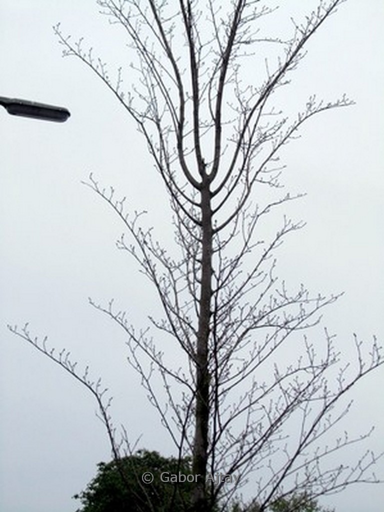 Ulmus hollandica ‘Pioneer’