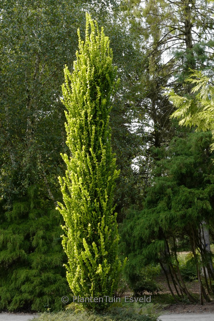 Ulmus hollandica ‘Wredei’