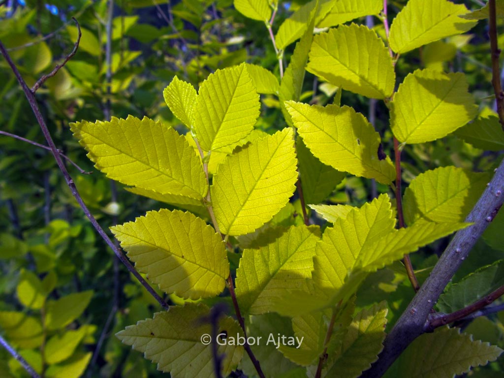 Ulmus pumila ‘Aurea’ (BEIJING GOLD)