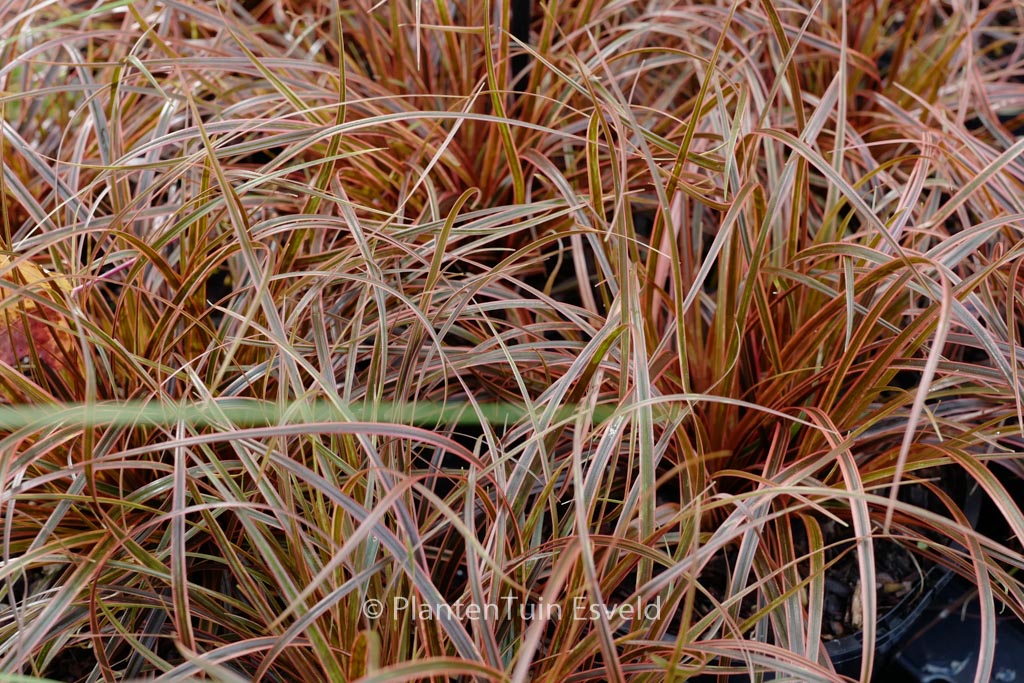 Uncinia rubra ‘Everflame’