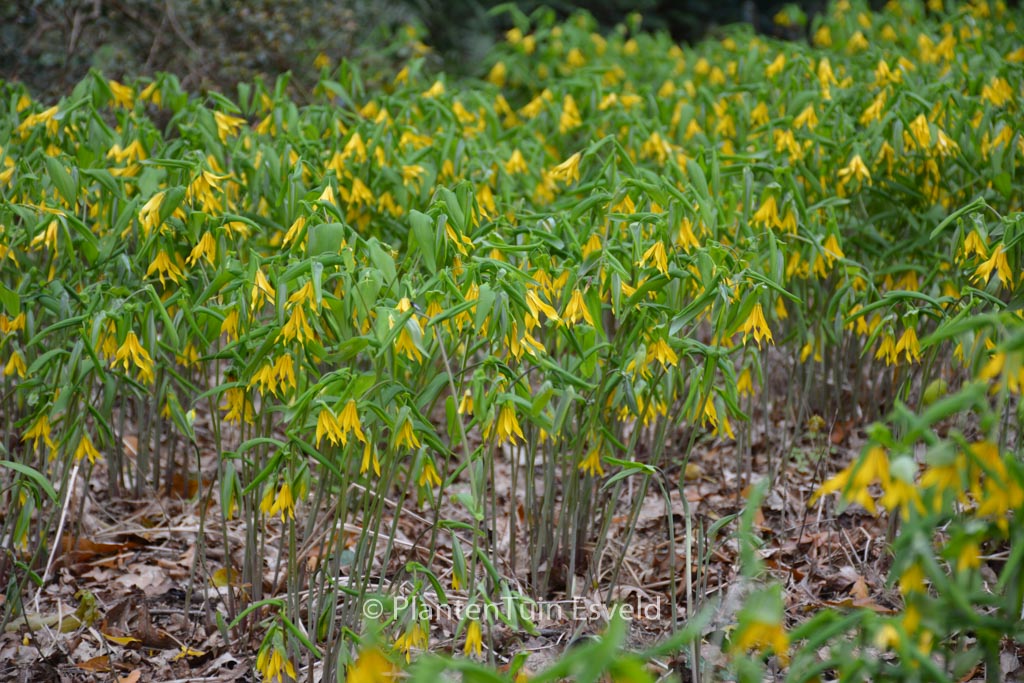 Uvularia grandiflora