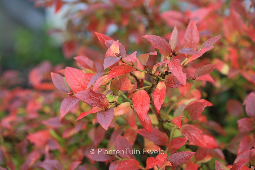 Vaccinium angustifolium ‘Tophat’