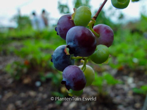 Vaccinium corymbosum ‘Bluecrop’
