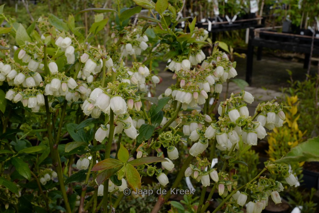 Vaccinium corymbosum ‘Duke’