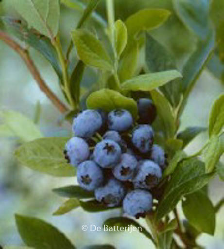 Vaccinium corymbosum ‘Goldtraube’
