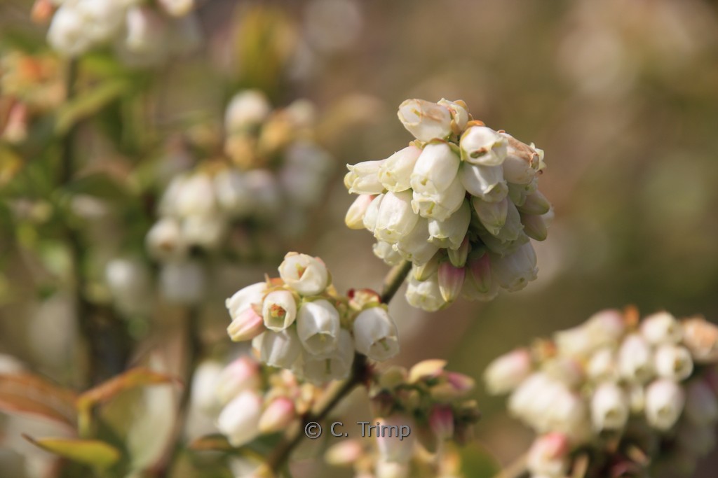 Vaccinium corymbosum ‘Northland’