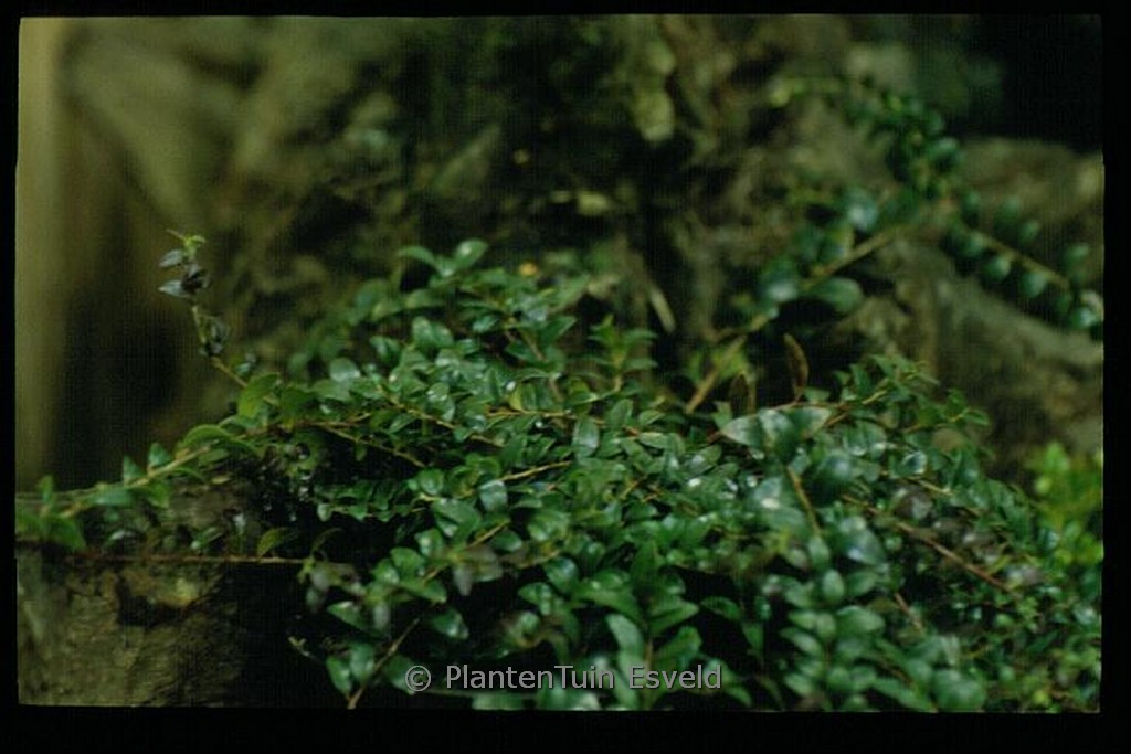 Vaccinium crassifolium