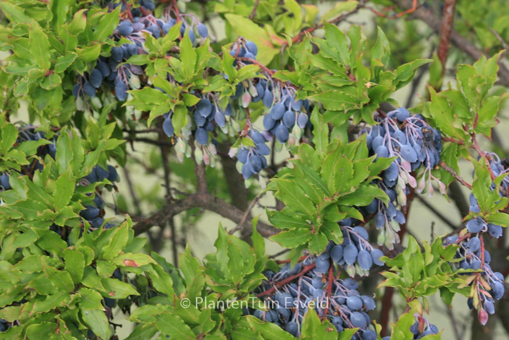 Vaccinium cylindraceum