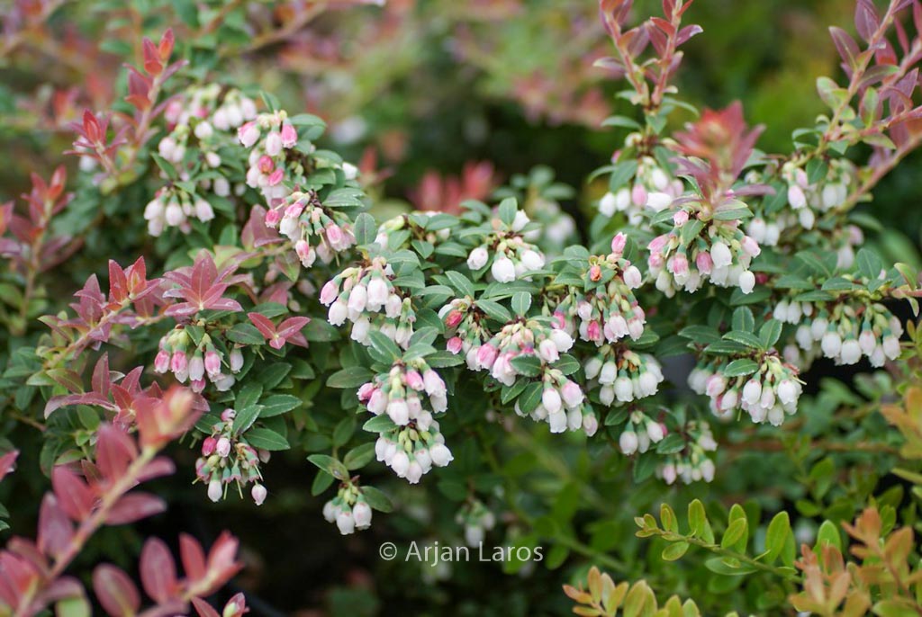 Vaccinium floribundum