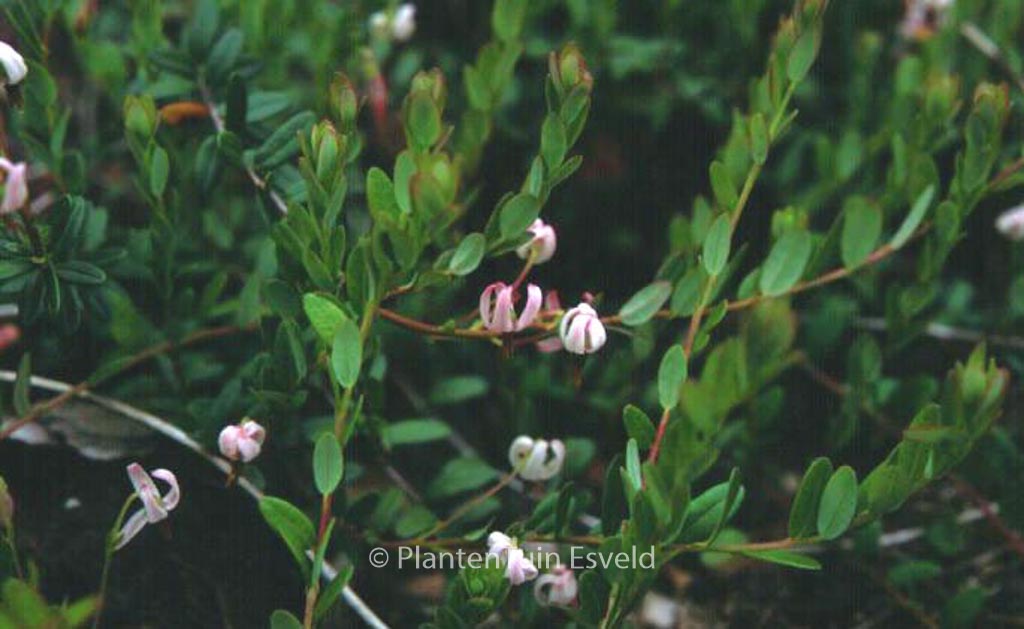 Vaccinium macrocarpon ‘Early Black’
