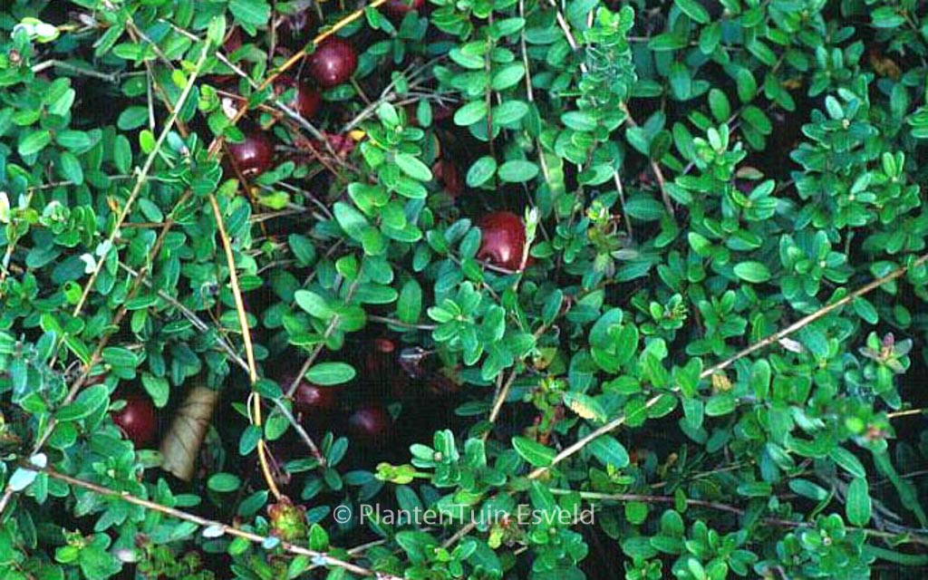 Vaccinium macrocarpon ‘Pilgrim’