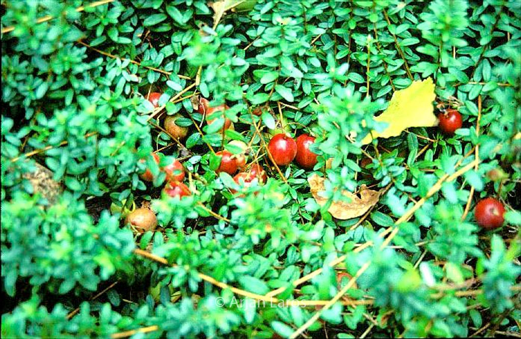 Vaccinium macrocarpon