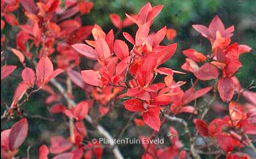 Vaccinium myrtilloides