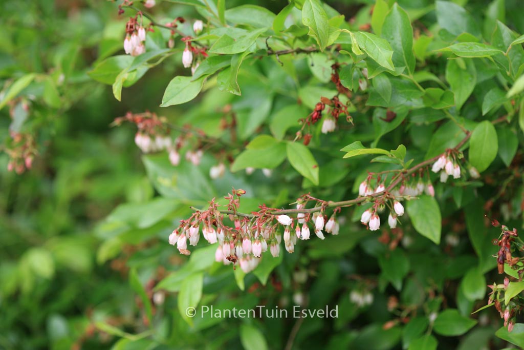 Vaccinium virgatum