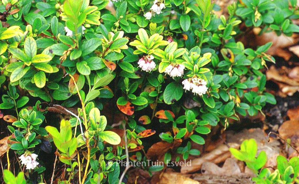 Vaccinium vitis-idaea ‘Koralle’