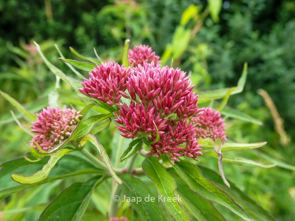 Valeriana officinalis