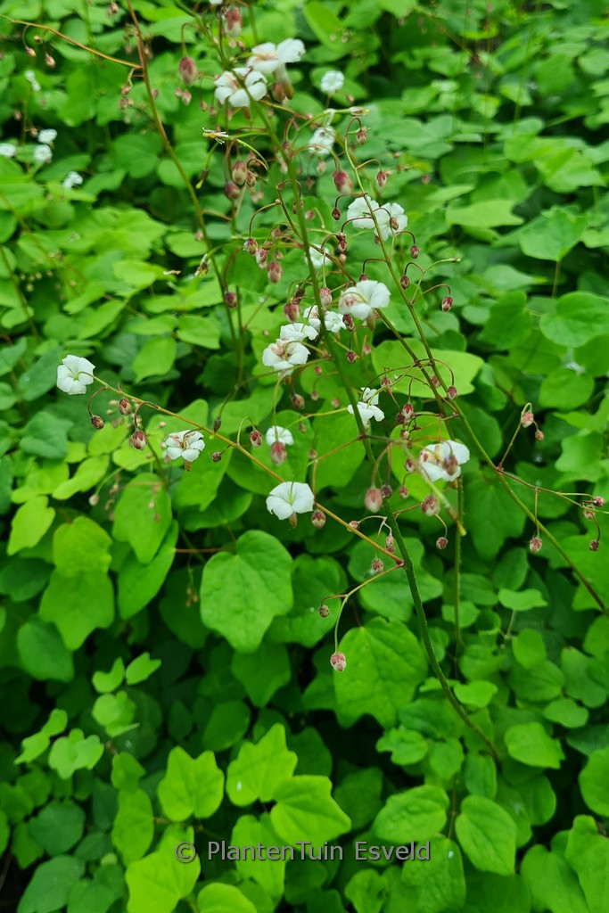 Vancouveria hexandra