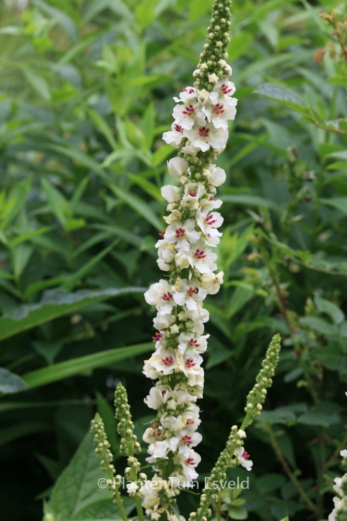 Verbascum chaixii ‘Album’