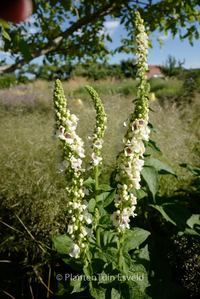 Verbascum nigrum ‘Album’