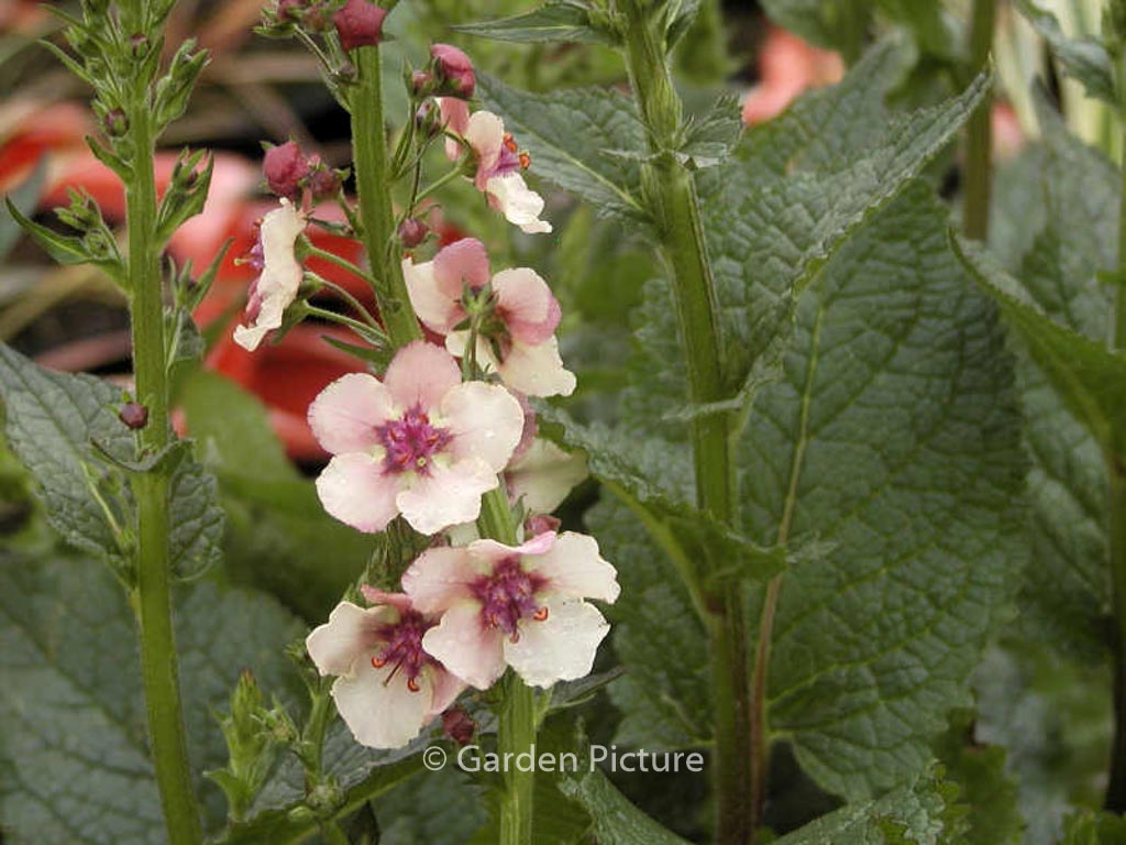 Verbascum phoeniceum