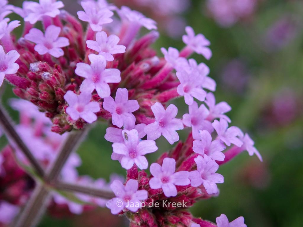 Verbena bonariensis ‘Lollipop’