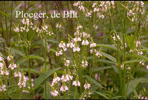 Verbena hastata ‘Alba’