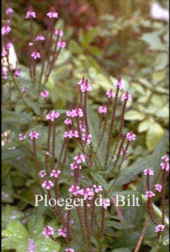 Verbena hastata ‘Rosea’