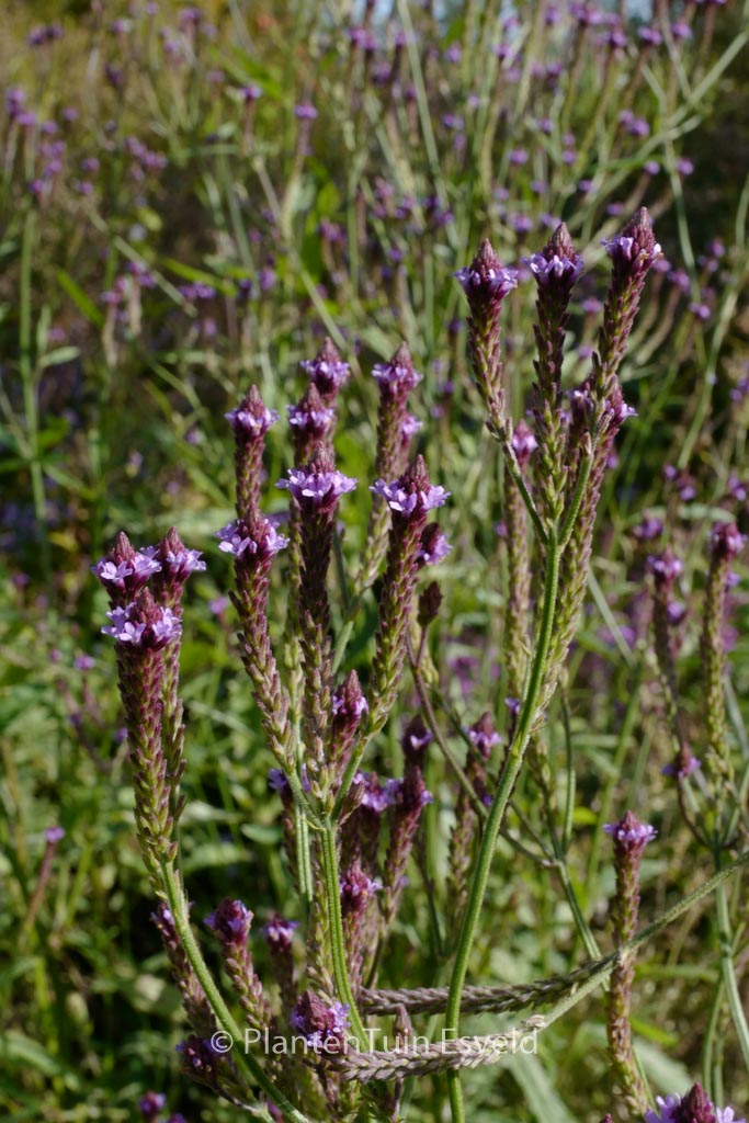 Verbena macdougalii ‘Lavender Spires’